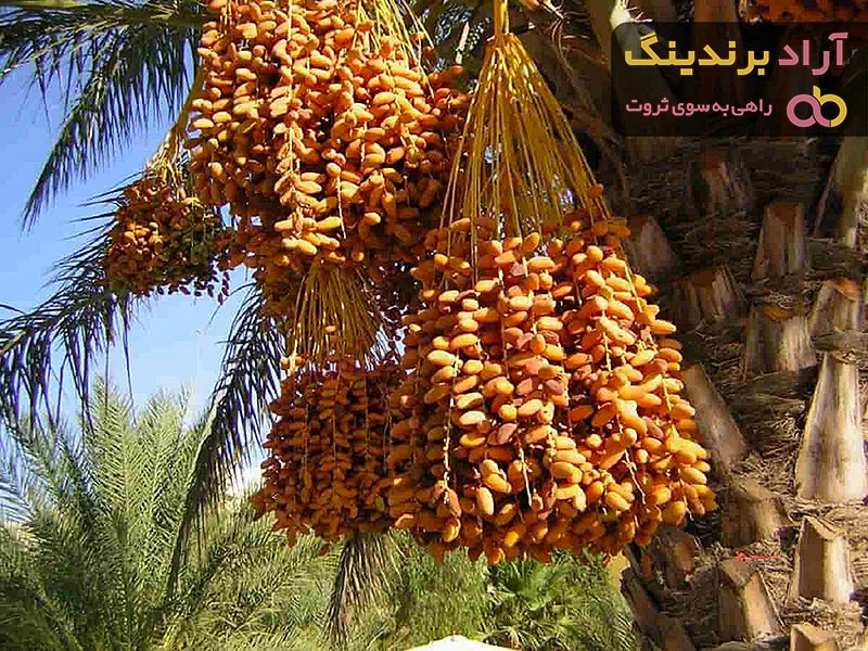  تمر سكري القصيم في مصر؛ مقرمش حلو يمنع تسوس الأسنان dates 