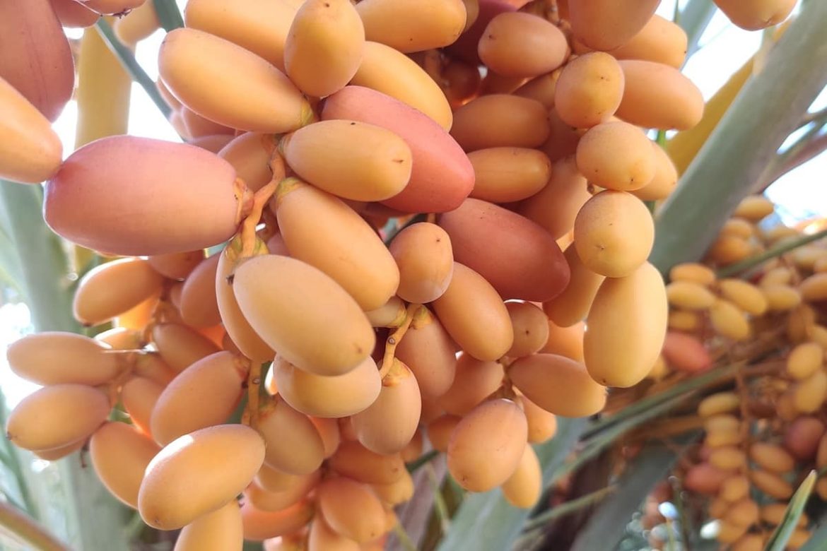 أسعار و فوائد البلح للحامل و مقدار السعرات الحرارية فيه