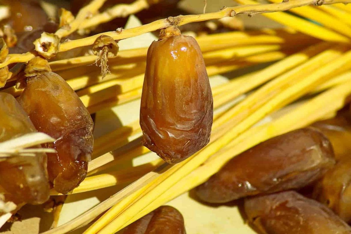 سعر وفوائد البلح الجاف و أروع الخصائص المذهلة للتمور الجافة