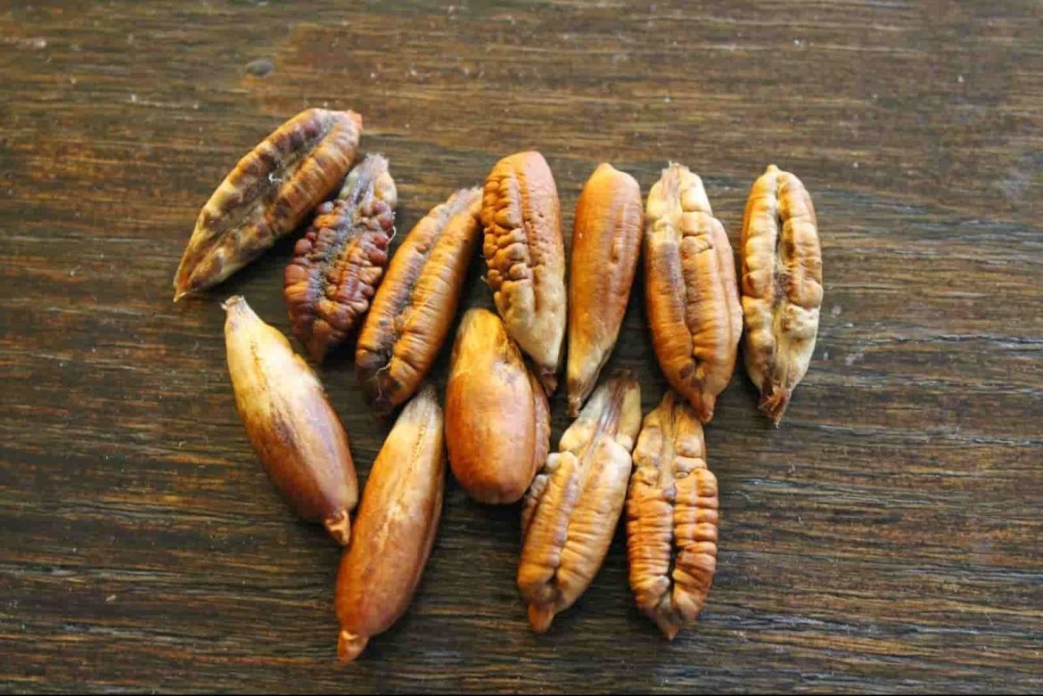 سعر نواة التمر فوائده و خمسة عشر خاصية غريبة لحبات التمر!