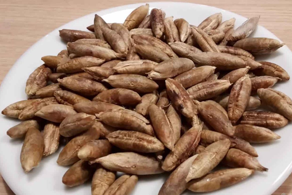 نواة التمر و فوائدها و واستخدامها كعلف حيواني و في صناعة المواد الغذائية